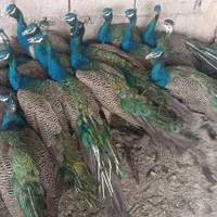 خرید و فروش طاووس و پرندگان زینتی|پرنده|اصفهان, رهنان|دیوار