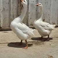حمیدیه