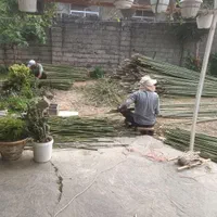 فروش چوب بامبو ارتفاع۲ تا ۵ مترعمده|گل و گیاه طبیعی|اسلام‌شهر, ده عباس|دیوار