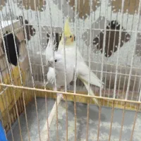 جفت طوطی نر آلبینو سخنگو معاوضه هم داریم