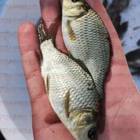 انواع ماهی گوشتی