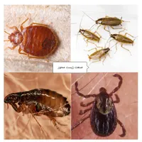 شرکت سمپاشی موریانه زدایی سم پاشی ساس کک عقرب موش
