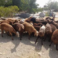 اصل مغان و افشار کم دنبه چربی و گوسفند کم شکم زنده|حیوانات مزرعه|تهران, سعادت‌آباد|دیوار
