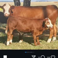 گوسفند  زنده (با قصاب درمحل گلستان  نسیم شهر)