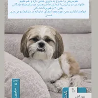 سگ گمشده