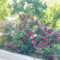 اجاره روزانه/هفتگی/ماهانه ویلا ۱۰۰۰ متری|اجارهٔ کوتاه‌مدت ویلا و باغ|ایذه, |دیوار