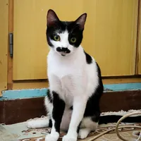 گربه گم شده