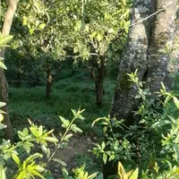 سوییت جنگلی همراه کلبه چوبی دل جنگل جواهرده|اجارهٔ کوتاه‌مدت ویلا و باغ|رامسر, |دیوار