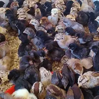 جوجه اردک گلپایگان،طاقچه،غازبلدرچین،رنگی، گوشتی|حیوانات مزرعه|مشهد, رسالت|دیوار