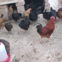 جوجه ۵ ماهه بومی درشت|حیوانات مزرعه|بروجن, |دیوار