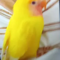 گمشده طوطی زرد