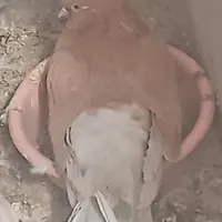 کفتر ماده زرد گم شده