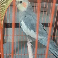 عروس هلندی نر نژاد خاکستری سخنگو ۱۴۰۴/۳/۶گمشده|حیوانات|خمینی‌شهر, |دیوار