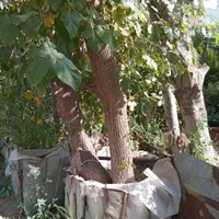 نهال درخت گل و گیاه ودرخت انجیر زیتون انگور گردو|عمده‌فروشی|تهران, باغ خزانه|دیوار
