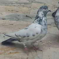نر کلدار