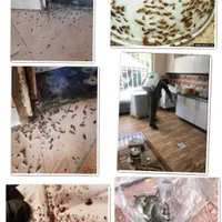 سمپاشی ساس موش سوسک کنه موریانه بید با ضمانت