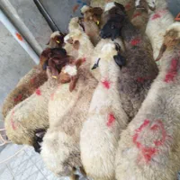 میش شیشک برهنر- ماده کشتاری|حیوانات مزرعه|بروجرد, |دیوار