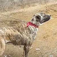 سگ ماده|سگ|بروجرد, |دیوار