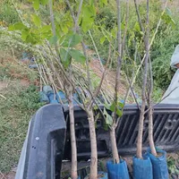 نهال گردو گلدانی خوشه ای کاشت در این فصل پر بار|خدمات باغبانی و درختکاری|شهرکرد, |دیوار
