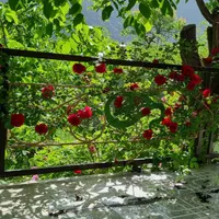 اجاره روزانه/هفتگی/ماهانه ویلا ۶۵ متری در دلفارد