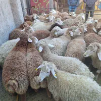ملارد مارلیک گوسفند شهریار اندیشه فردیس زنده