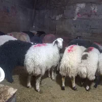 گوساله گوسفند زنده جایگاه معتبر فروش|حیوانات مزرعه|تهران, سهروردی|دیوار