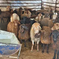 گوسفند عقیقه زنده مراسمات پلاکدار بهداشتی|حیوانات مزرعه|کرج, ساسانی (قلمستان)|دیوار