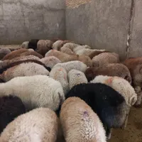 گوسفند زنده پرواری