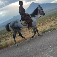 اسب نژاد کورد نریان