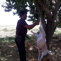 قصاب (سلاخ.ذبح)درمحل|خدمات پذیرایی، مراسم|ساوه, |دیوار