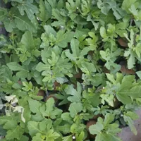 نهال و گل گیاه|گل و گیاه طبیعی|ایذه, |دیوار