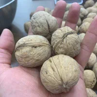 پخش عمده انواع گردو و بادام هندی با مجوز گمرکی|خوردنی و آشامیدنی|اصفهان, مفتح|دیوار