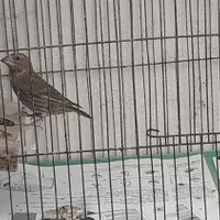 فروش قناری سبز ، وطوطی عروس ماده جوان