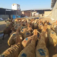 گوسفند زنده مهر شهر کیانمهر قزلحصار شکم خالی|حیوانات مزرعه|کرج, کیانمهر|دیوار