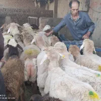 دام تهران زنده بدونه واسطه در جایگاه رسمی|حیوانات مزرعه|تهران, استخر|دیوار