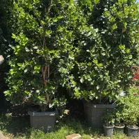 یاس هلندی سطلی جعبه ای جنگلی لوله ای و قیچی خورده|گل و گیاه طبیعی|تهران, هروی|دیوار