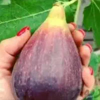 نهال ازگیل ژاپنی.شیشه شور.انجیرگلابی|گل و گیاه طبیعی|اصفهان, گلستان|دیوار