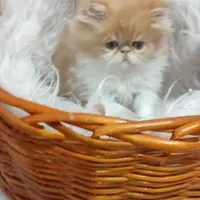 بچه گربه های اسکاتیش بریتیش پرشین iran cats|گربه|قم, آزادگان|دیوار