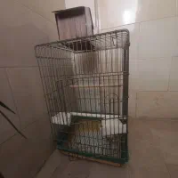 قفس کاسکو و عروس هلندی|لوازم جانبی حیوانات|تهران, مهرآباد جنوبی|دیوار