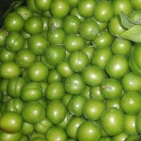 تعداد لیست نهال هجده اصله ای پک مناسب این فصل|خدمات باغبانی و درختکاری|تهران, افسریه شمالی|دیوار