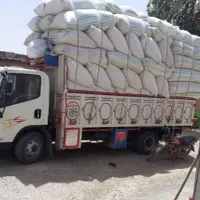 کاه گندم و کلش گندم گاو و گوسفند و اسب