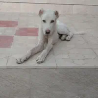 سگ گله و پشمالو.