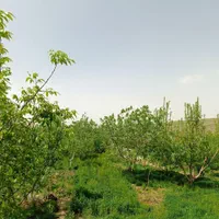 باغ چهاردیواری با امکانات پرورش اسب،دام قابل تهاتر|فروش دفتر صنعتی، کشاورزی، تجاری|هشتگرد, خور|دیوار