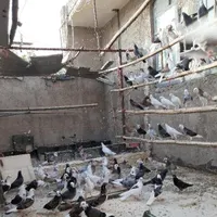 جوجه کفتر پرشی بعدازظهری گرماپر|پرنده|تهران, افسریه|دیوار