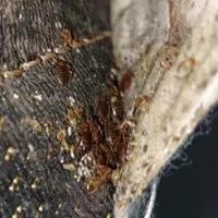 سمپاشی ساس سوسک سمپاشی موش کنه کک موریانه مایت
