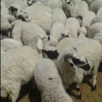 دیجیتالی گوسفند زنده مکان معتبر شبانه روزی حضوری|حیوانات مزرعه|قدس, |دیوار