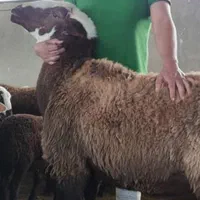 دام زنده استخرحکیمیه لواسان لشگرک کل نقاط گوسفند|حیوانات مزرعه|تهران, ازگل|دیوار