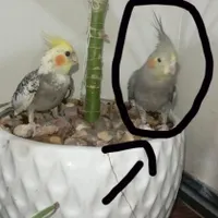 گم شده