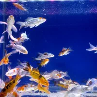 ماهی کوی اصیل با کیفیت|ماهی|تهران, اسکندری|دیوار