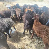 زنده. قپان فروشی. دام زنده گوسفند ،جهت قربونی،|حیوانات مزرعه|تهران, گلستان (شهرک راه آهن)|دیوار